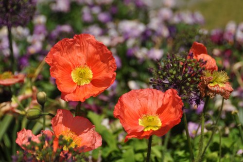 Beautiful online flower arrangement