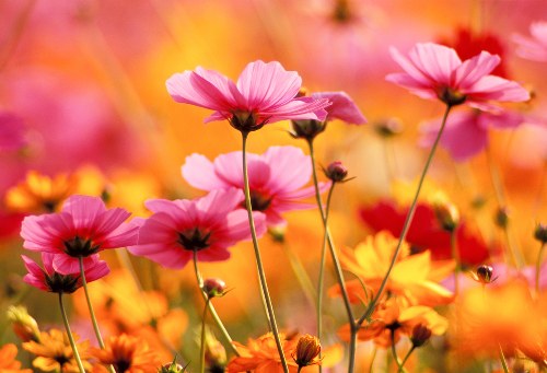 Eco-friendly online flower packaging