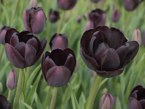 Variety of flowers available for online purchase