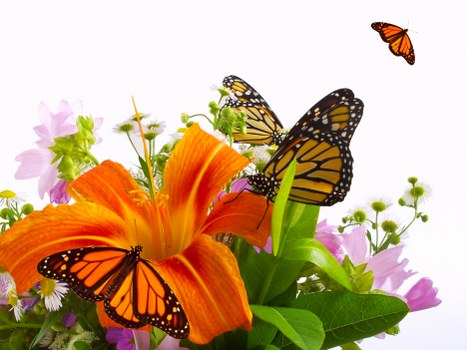 Same-day flower delivery service in New York