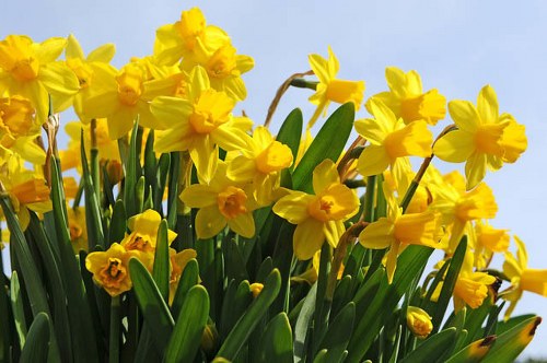 Fresh flowers delivered to doorstep
