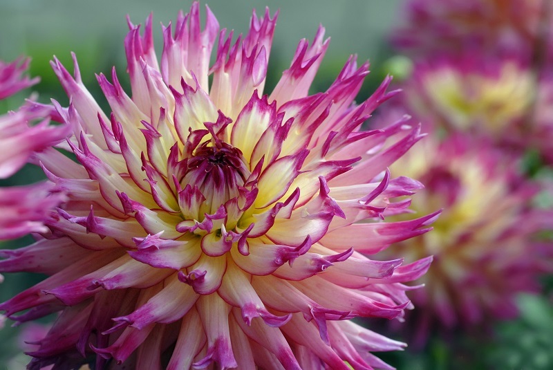 flowers Carnations 